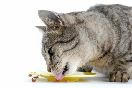 how to get an old cat to eat