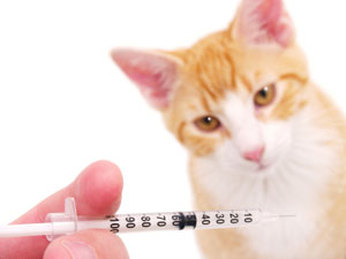 cats first injections