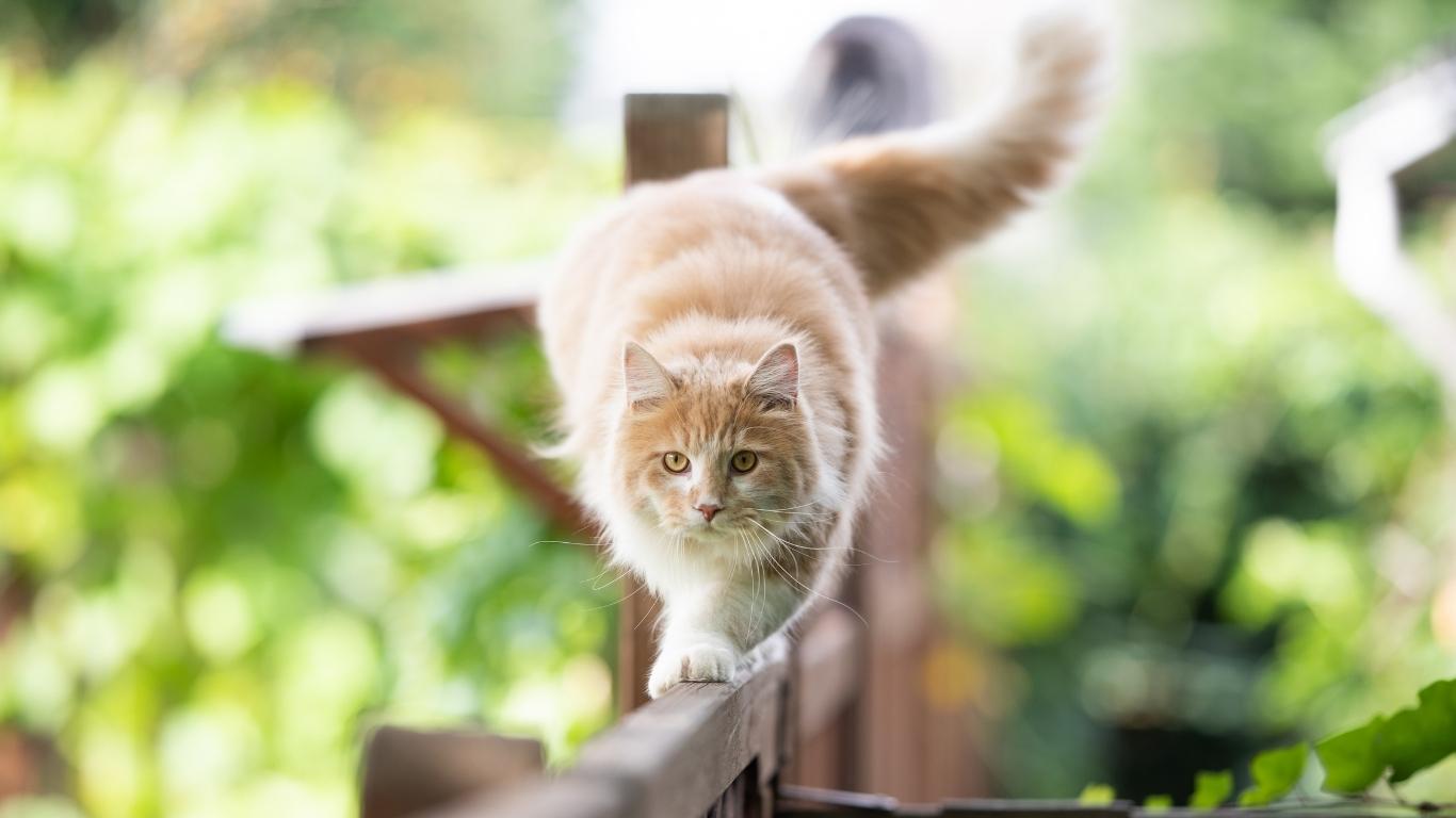 The Cat Vet Blog, Hot Topics in cat welfare